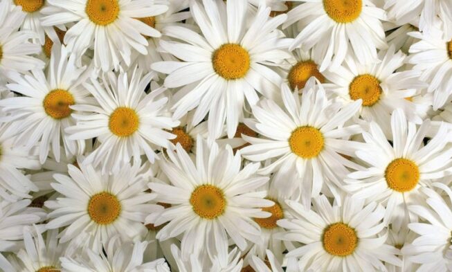 White Flower Wallpapers