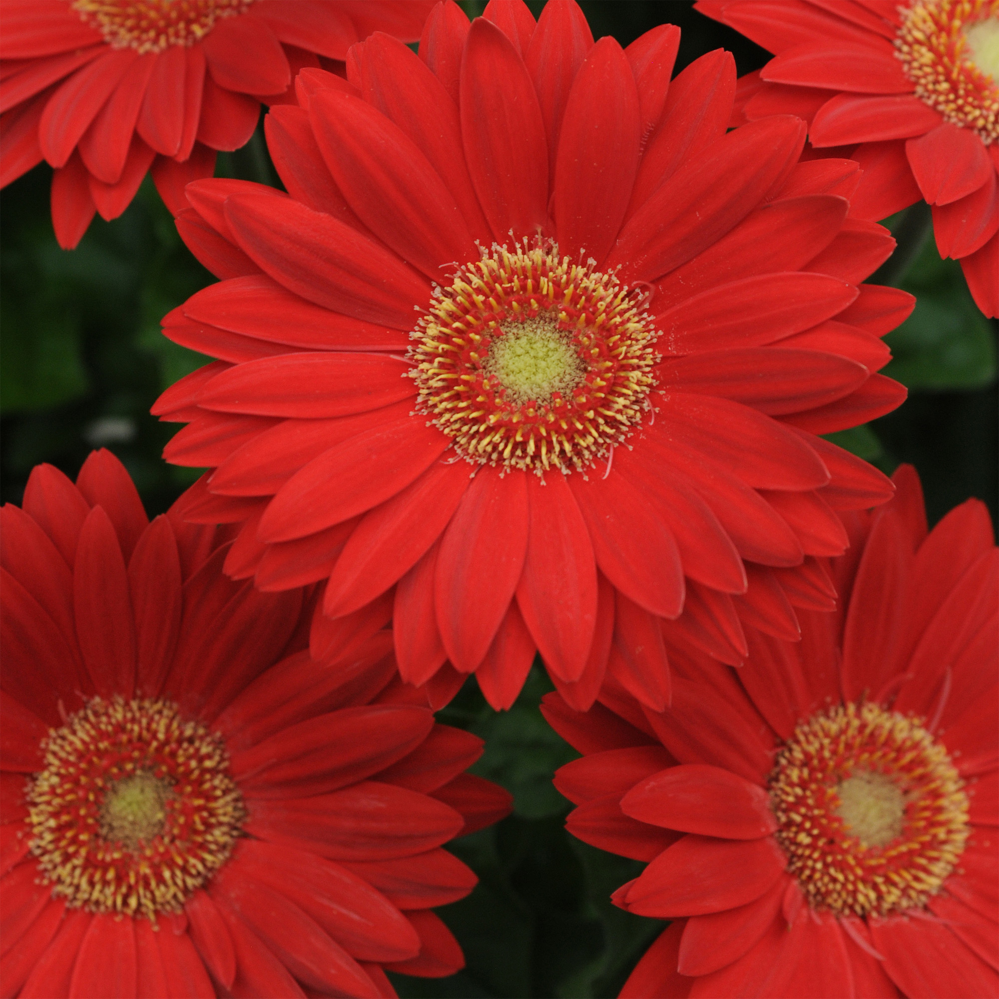 Red Daisy Image