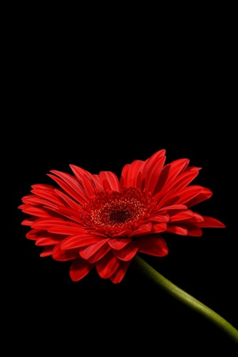 Red Daisy Picture
