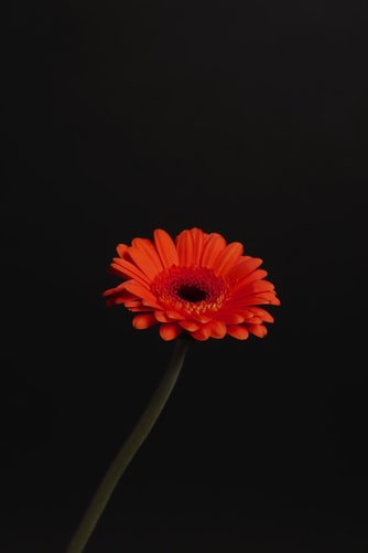 Red Daisy Wallpapers