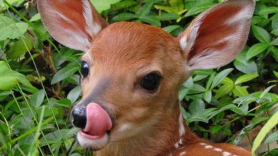 Animal, Baby, Brown, Cute, Deer, Image, So