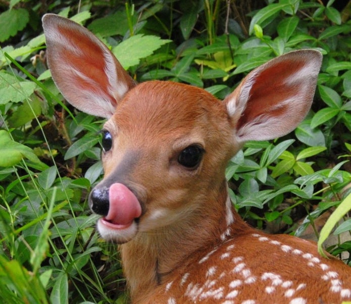 Baby Deer Image