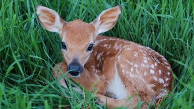Baby, Deer, Grass, Green, Image, On, Sitting