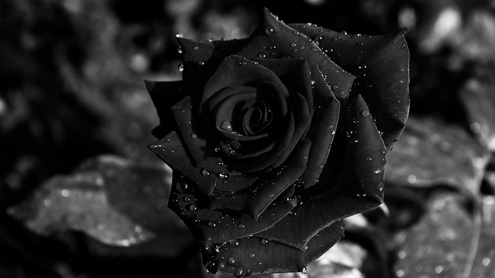 Black Flower Image