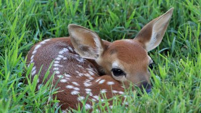 Baby, Deer, Grass, Image, In, Wonderful