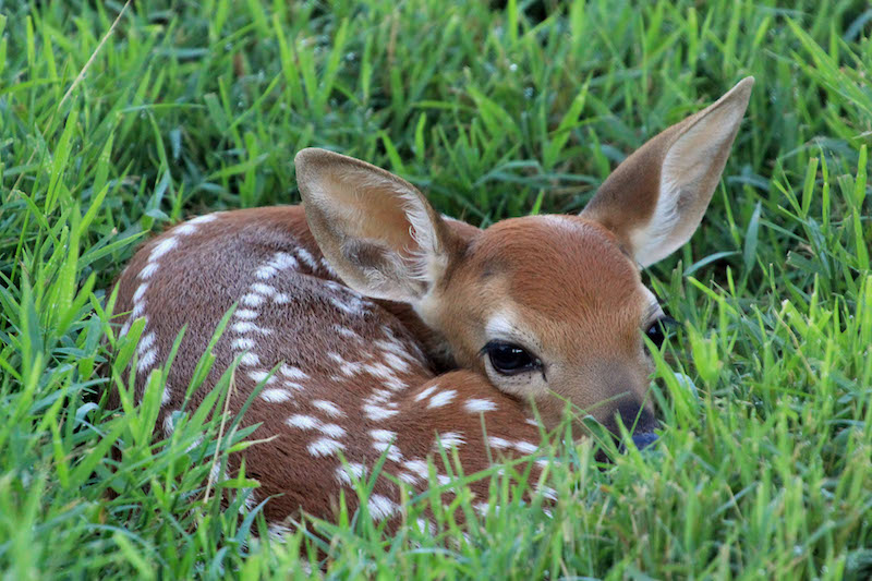 Baby Deer Wallpapers