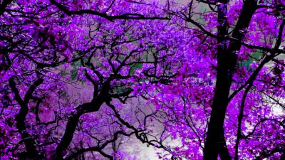 Beautiful, Natural, Purple, Tree, Wallpaper