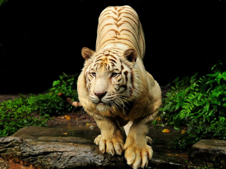 Bengal Tiger Picture