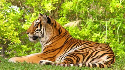 Awesome, Bengal, Image, Natural, Tiger