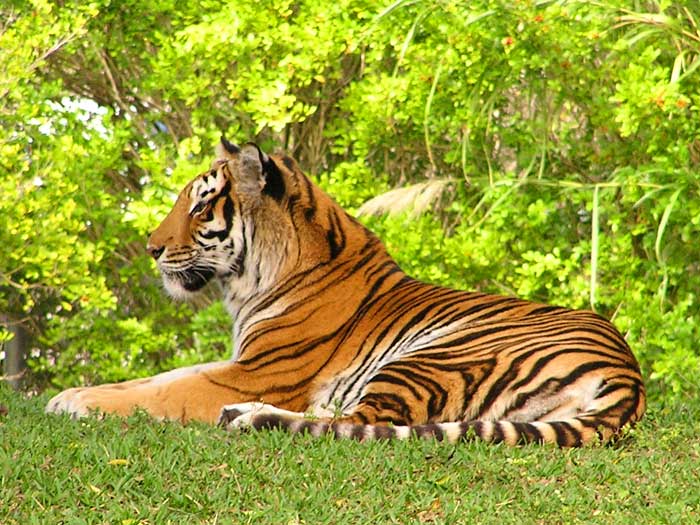 Bengal Tiger Photo
