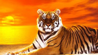 Bengal, Image, Natural, Sundown, Super, Tiger