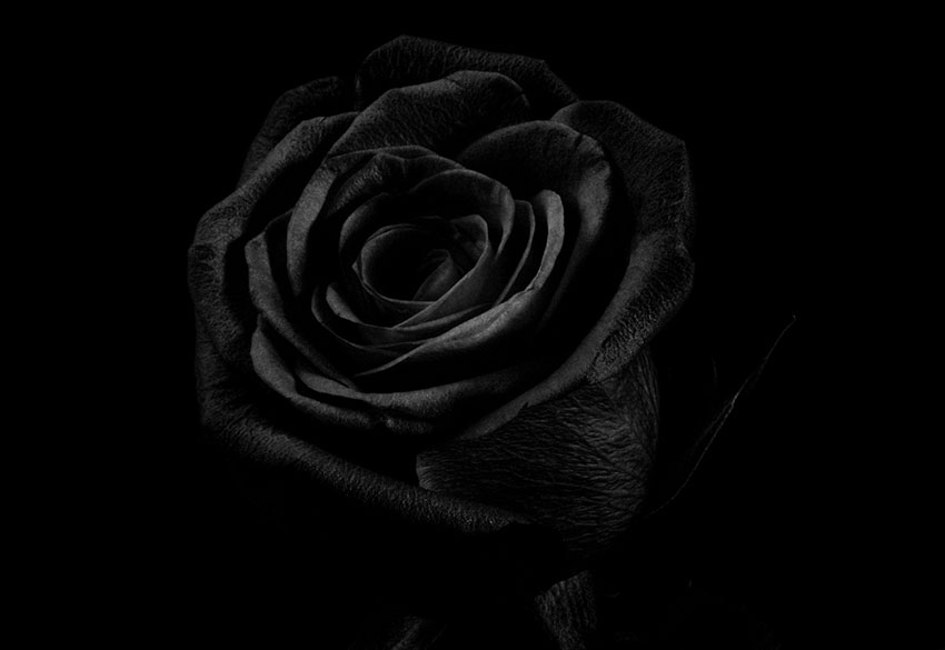 Black Flower Photo