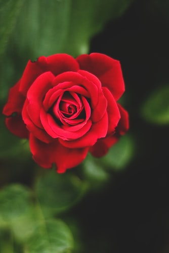 Red Rose Image