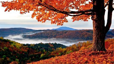 Autumn, Image, Mountain, Natural, Orange, Tree