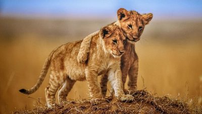 Baby, Image, Lion, Natural, Two, Widescreen