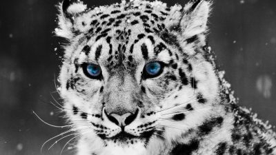 Animal, Blue, Eyes, Image, Leopard, Natural, Snowfall