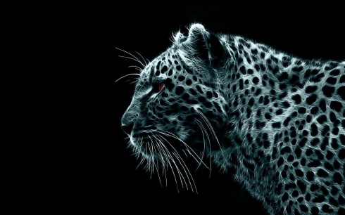 Snow Leopard Photo
