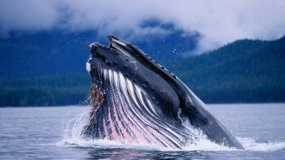 Animal, Beautiful, Image, In, Sea, Whale
