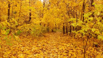 Forest, Image, Landscape, Nature, Yellow