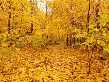 Yellow Forest Image