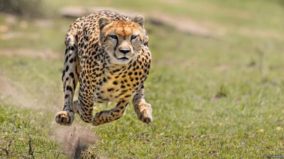 Animal, Beautiful, Cheetah, Image, Running