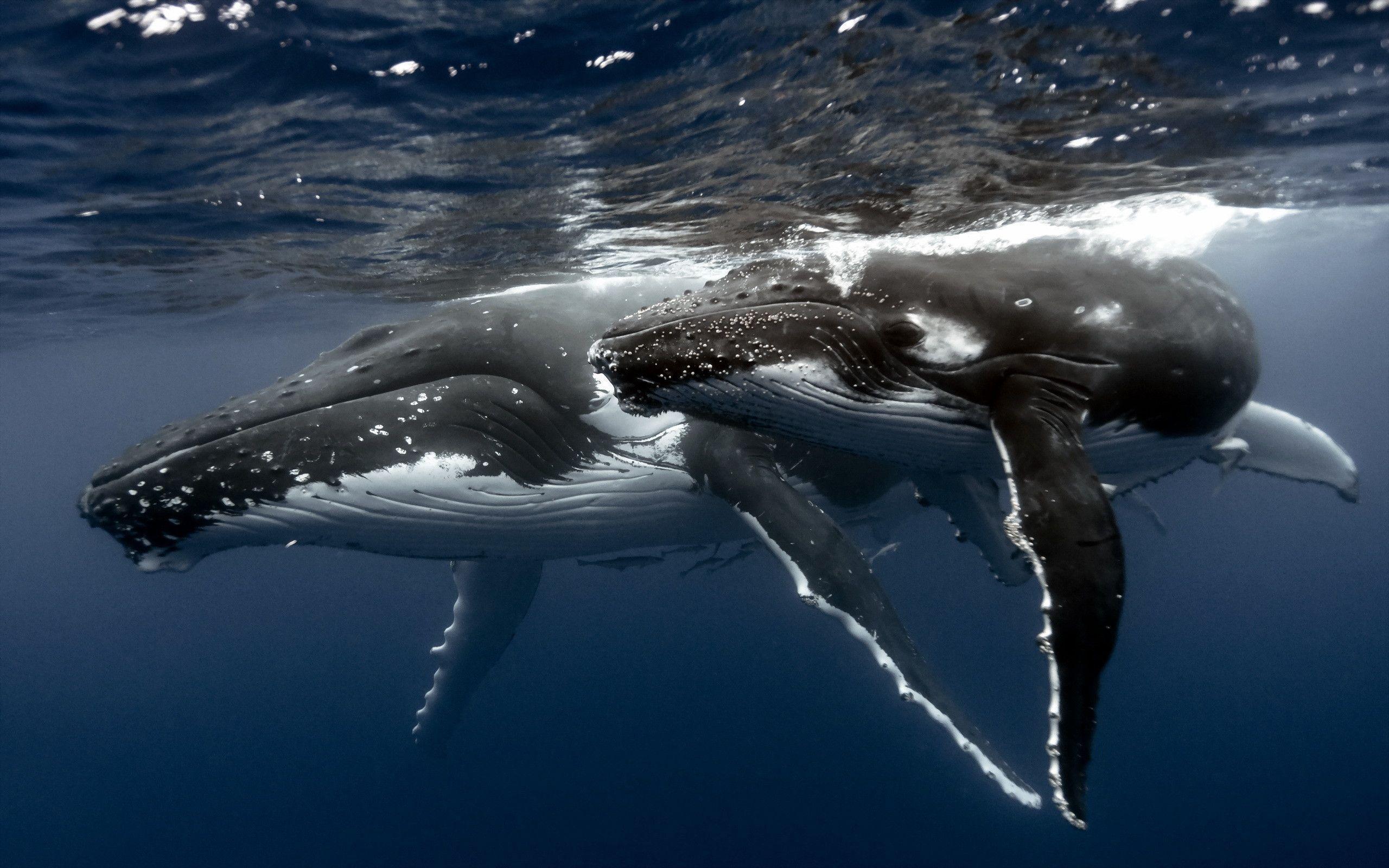 Whale Image