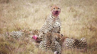 Animal, Brothers, Cheetah, Image