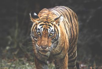 Animal, Brown, Image, Nice, Tiger