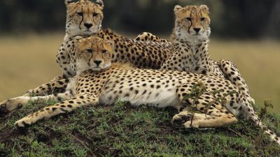 Cheetah, Photo, Sitting, Three