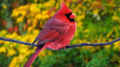 Background, Cardinal, Colorful, Natural, Widescreen