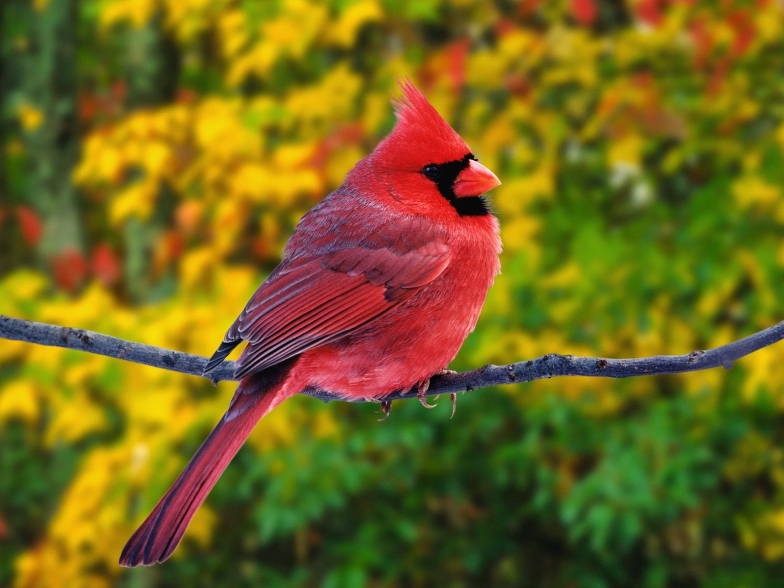 Cardinal Picture