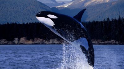Animal, Image, Natural, Super, Whale