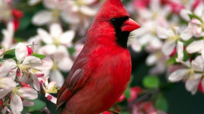 Bird, Cardinal, Flower, Image, Natural, White