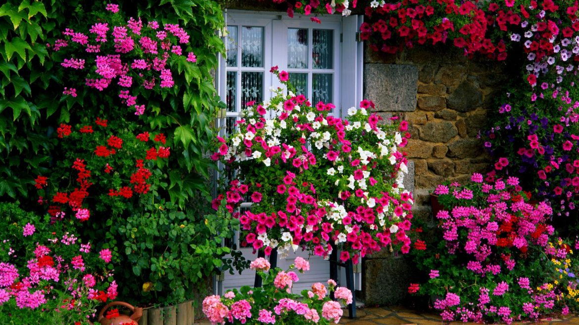 Flowers Garden Image