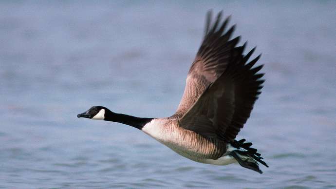 Goose Image