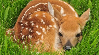 Animal, Baby, Beautiful, Brown, Deer, Image