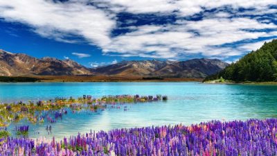 Colorful, Flowers, Image, Lake, Natural, Tekapo