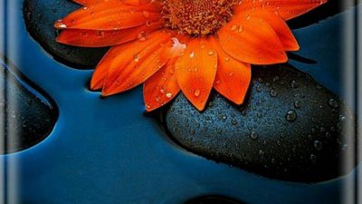 Beautiful, Flower, Image, Natural, Orange