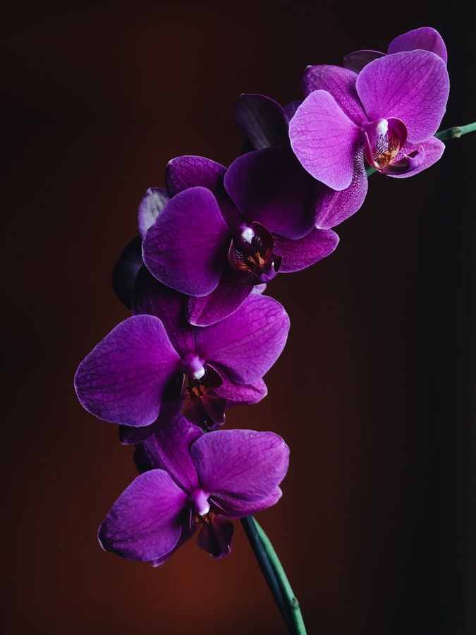 Orchid Flower Wallpapers