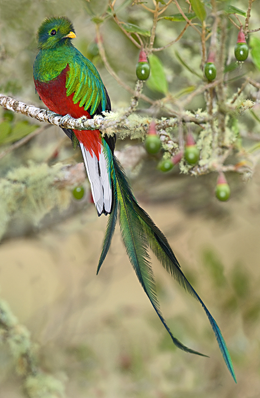 Quetzal Backgrounds