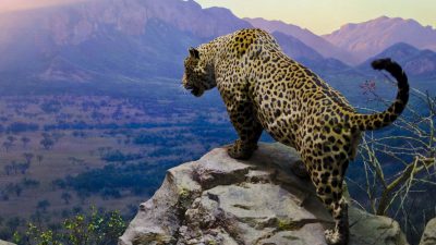Jaguar, Mountain, Place, Wallpaper, Wonderful