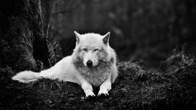 Best, Forest, Image, In, White, Wolf