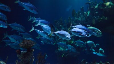 Beautiful, Fishes, Image, Natural, Underwater