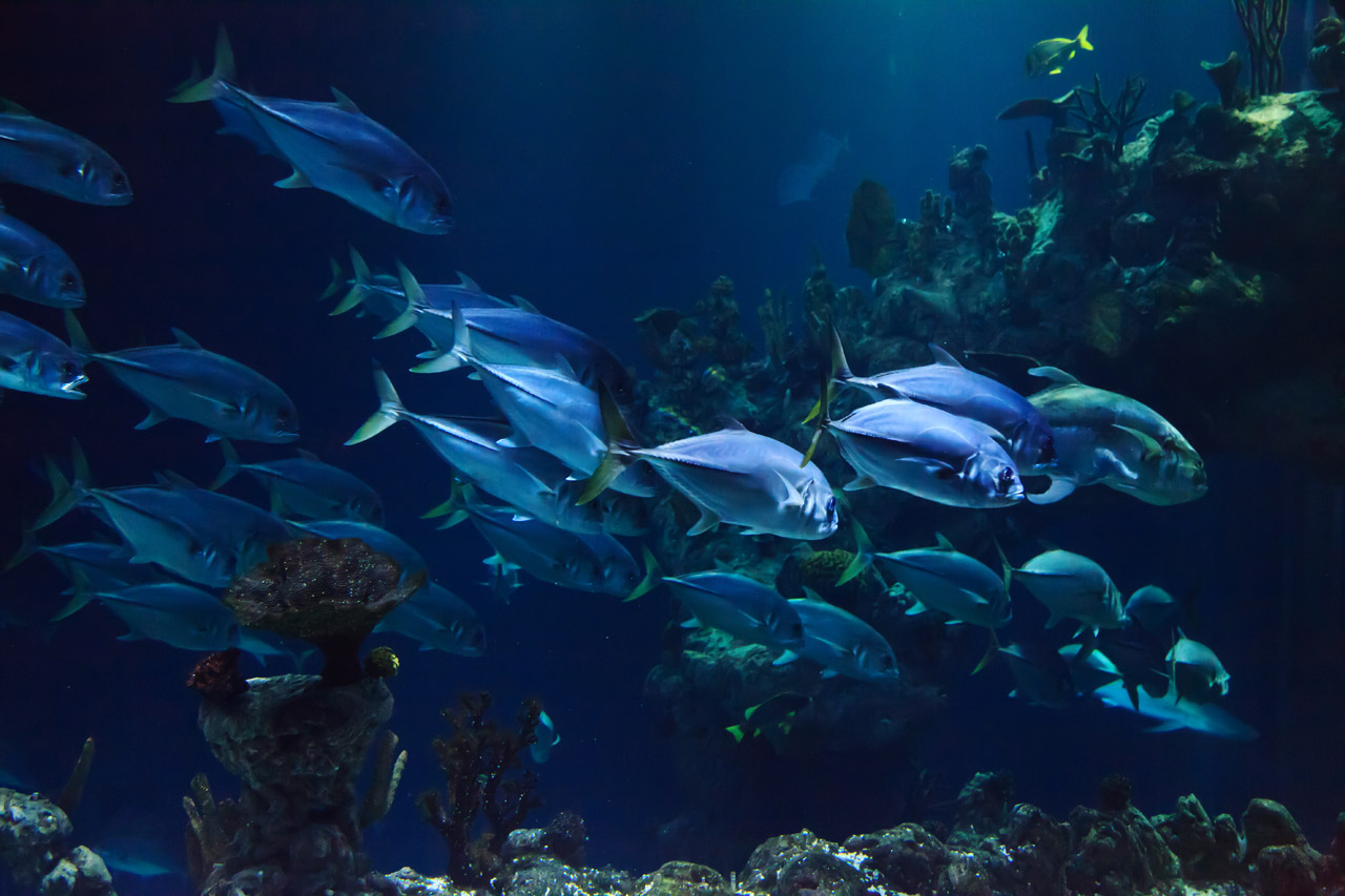Underwater Fish Image