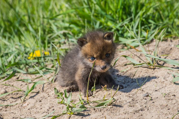 Baby Fox Picture