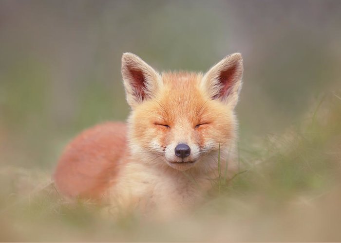 Baby Fox Wallpapers