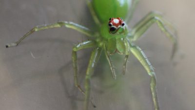 Green, Image, Jumping, Spider, Widescreen
