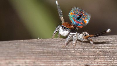 Colorful, High, Image, Jumping, Quality, Spider