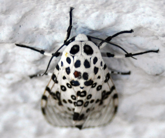 Leopard Moth Photo