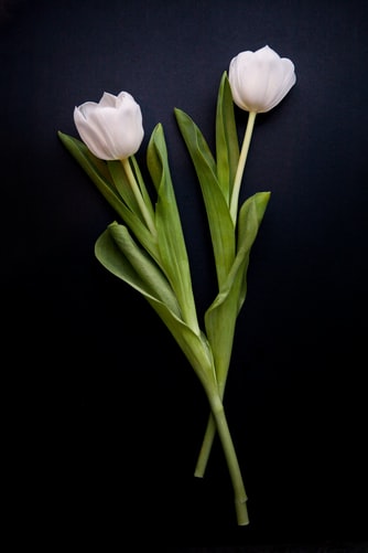 Tulip Flower Photo